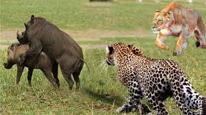 主観的なイボイノシシはヒョウとライオンに狙われていますが、イボイノシシはどうやって 2 匹の獰猛な捕食者から逃れることができるでしょうか?  衝撃的な結末。 - YouTube