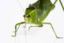 A bat in the house is not really a police matter, so the best thing you can do is open the windows and close the door and wait until the bat figures a way out. The 6 Craziest Superstitions About Insects Bug House Pest Control
