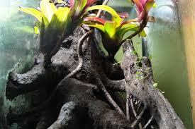 20h Vertical Vivarium Journal Dendroboard Vivarium Gecko Habitat Vertical