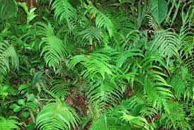 Image result for Christella gueinziana