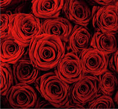 Adesivo De Parede Rosa Vermelhas Flor Flores Natureza Gg198 No Elo7 Jpadesivos 10d9485 Papel de parede floral com pequenas rosas vermelhas. adesivo de parede rosa vermelhas flor
