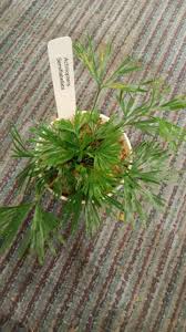 Image result for Actiniopteris semiflabellata