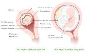 Prelabor Rupture Of Membranes Concise Medical Knowledge