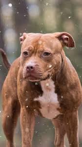 Pin On Animals Wallpapers