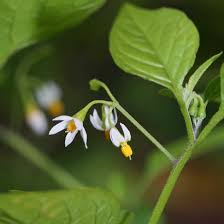 Image result for Solanum richardii
