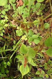 Image result for Rhynchosia viscosa