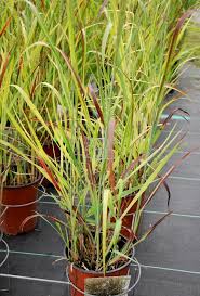 Check spelling or type a new query. Panicum Virgatum Prairie Fire Panic Raide Switch Grass Nos Vegetaux Jardin2m
