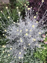 Image result for Helichrysum lineare