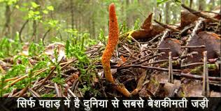 Keeda jadi has changed our lives, anita said. à¤¸ à¤° à¤« à¤ªà¤¹ à¤¡ à¤® à¤ª à¤ˆ à¤œ à¤¤ à¤¹ à¤¯ à¤¬ à¤¶à¤• à¤®à¤¤ à¤œà¤¡ à¤¬ à¤Ÿ à¤œ à¤†à¤ªà¤• à¤à¤• à¤à¤Ÿà¤• à¤® à¤²à¤–à¤ªà¤¤ à¤¬à¤¨ à¤¦ à¤— Information About Keeda Jadi In Uttarakhand