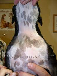 Note lack of hair regrowth six months after surgery. Pattern Baldness In Lacey Wa Dermatology Clinic For Animals