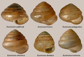 Image result for Euclasta