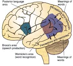 Speech and Brain | direct