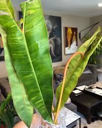 Mother Nature Has Quite The Imagination A Plant With Orange Stems The Orange Against The Green Is Lovely Hello Philodendron Plants Plant Goals Mother Nature