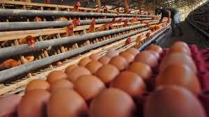 Maybe you would like to learn more about one of these? Jagung Langka Peternak Kompak Jual Ayam Petelur Ke Pasar Kumparan Com