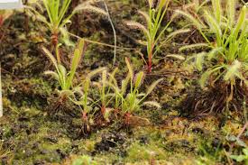 Image result for Drosera burkeana