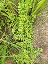 Image result for Cheilanthes quadripinnata