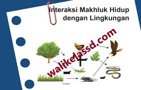 Lia juga dikenalkan dengan lia hanya tersenyum sambil memandangi pak iwan. Kunci Jawaban Ipa Kelas 7 Halaman 44 45 46 Uji Kompetensi Bab 2 Semester 2 Interaksi Makhluk Hidup Dengan Lingkungan Wali Kelas Sd