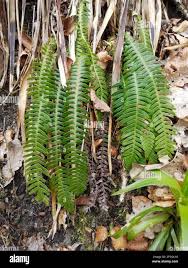 Image result for Blechnaceae