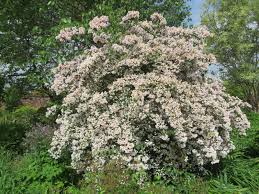 Image result for Kolkwitzia