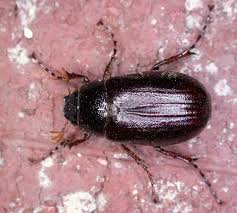 This is the newest place to search, delivering top results from across the web. Phyllophaga Wikipedia