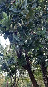 Image result for Syzygium cordatum
