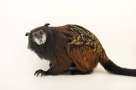 Red Mantle Saddle Back Tamarin Saguinus Fuscicollis Lagonotus Primates Zoo National Geographic