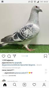 Pin By Joao Batista On Guvercin In 2020 Pigeon Pictures Racing Pigeons Homing Pigeons