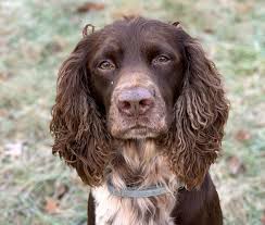 The Dog Hobby That Got Out of Control