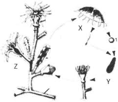 Obelia berkembang biak dengan cara. Okxnu04wztff2m