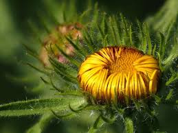 Image result for Pentanema