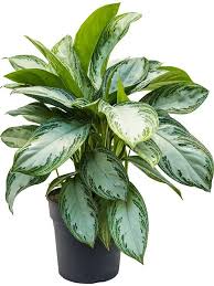 Check spelling or type a new query. Aglaonema Silver Bay 60cm Nova Blooms Uk