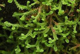 Image result for Selaginella chevalieri