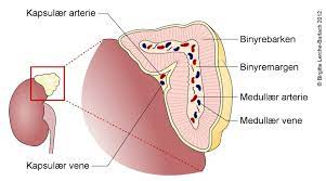 Cortisol is a steroid hormone, in the glucocorticoid class of hormones. Cushings Syndrom Nhi No