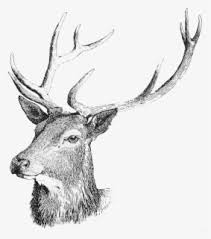 Transparent Deer Head Png Free Transparent Clipart Clipartkey Discover 45437 free background png images with transparent backgrounds. transparent deer head png free