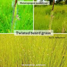 Image result for Heteropogon melanocarpus