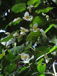 Image result for Begonia meyeri-johannis