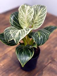 Pin By Augusta R On Philodendron In 2021 Philodendron Plant Ornamental Plants Philodendron