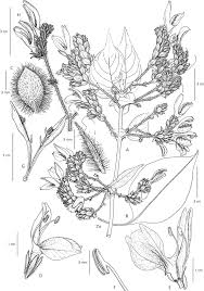 Image result for Isoglossa vulcanicola