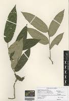 Image result for Parinari excelsa