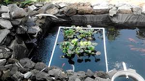 Kolam Terpal Ikan Hias Minimalis Youtube