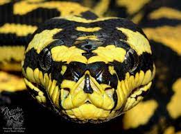 Stripes may be tan, yellow or orange. Yellow Snake With Black Spots On The Body Haustier Schlange Schone Schlangen Schlange Fotos