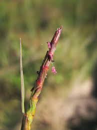 Image result for Coelorachis