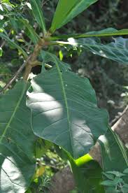 Image result for Anthocleista grandiflora