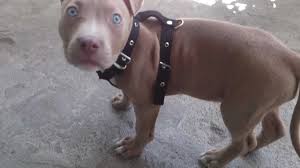 An awesome bloodline in this red buckskin pitbull. The Difference Between A Blue Fawn Pitbull And Blue Nose Pitbull