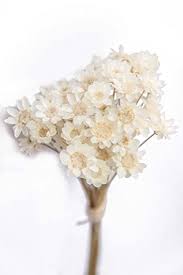 Maybe you would like to learn more about one of these? Buy 100 Stems Natural Dry Flowers Brazilian Small Star Daisy Decorative Dried Flowers Mini Daisy Chamomile Bouquet Floral Arrangements Home Decorations White Online At Low Prices In India Amazon In