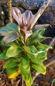 Image result for Cordia millenii