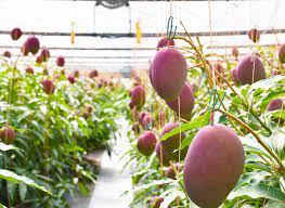 Mango is a common fruit in some countries. Imperfectly Shaped But Perfectly Good Miyazaki Mangoes Made Into Mouthwatering Ice Cream Rikiweb
