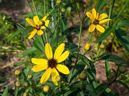 To save them, the u.s. 5 Pollinator Friendly Flowers To Brighten Your Garden Avenue Calgary