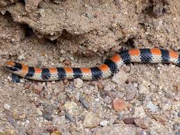 It can have various body colorations with strong colors. Western Ground Snake Chinle Trail Zion National Park Utah