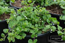 Image result for Clinopodium